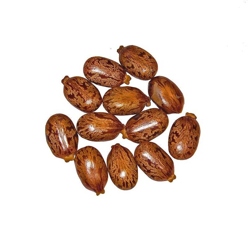 AKARZ Castor Oil [Natural Aromatherapy Essential Oil]